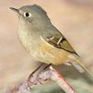 Ruby-crowned Kinglet